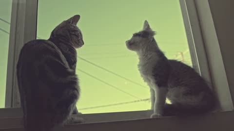 Unique Behavior of two Cats