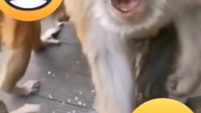 surprised monkey_shorts_ funny reaction video _ monkey angry video