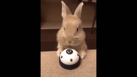 Clever Bunny