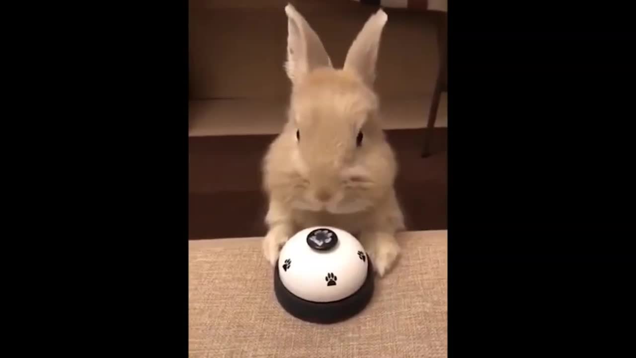 Clever Bunny