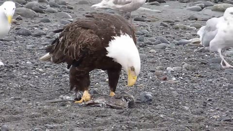 Bald Eagle Walking