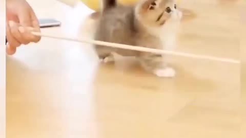 those who love cute cats will definitely like this video