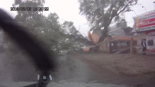 Huge Tree Falls over Road in Storm