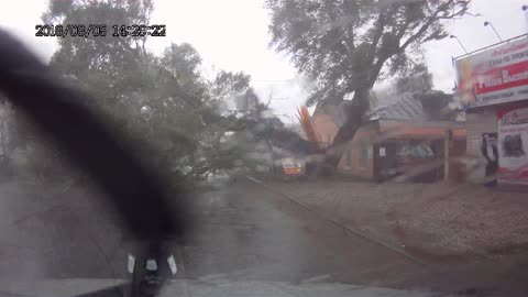 Huge Tree Falls over Road in Storm