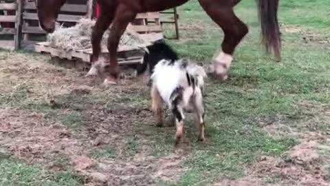 The goat dared to challenge the horse