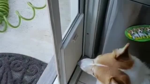 Corgi Prefers a Running Start Through Doggy Door