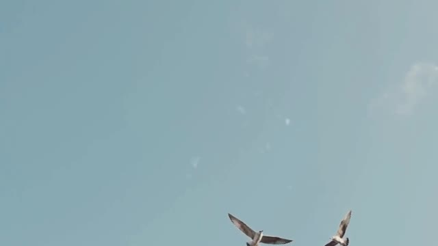 BIRDS