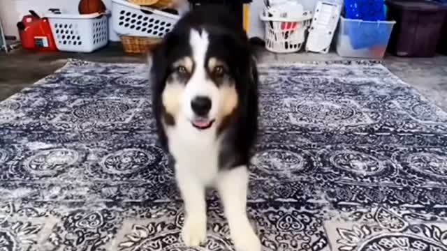 The only one who will never leave me is you, my dear puppy