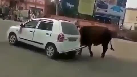 toro vs auto 2021