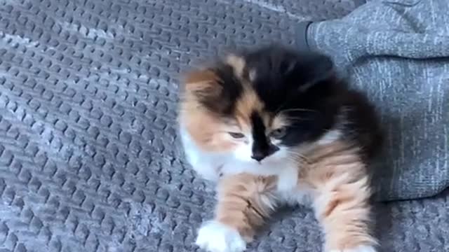 cute kitten looking like dog
