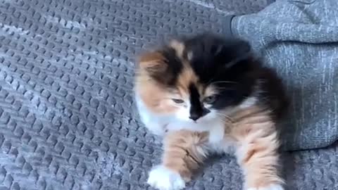 cute kitten looking like dog