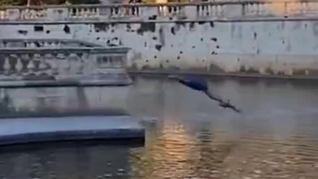 The swan