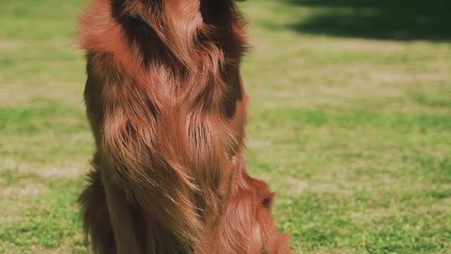 Brown Dog In The Park