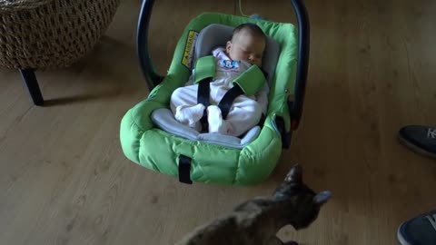 Cats Meeting Babies cute