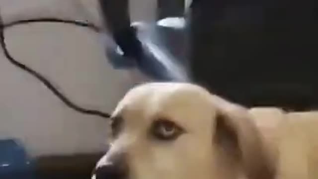 VR 🥽 Funny Dog | Funny puppy