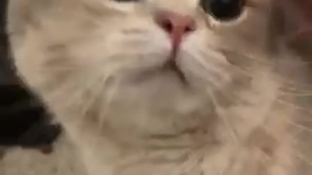 Cute Cat Look Sad