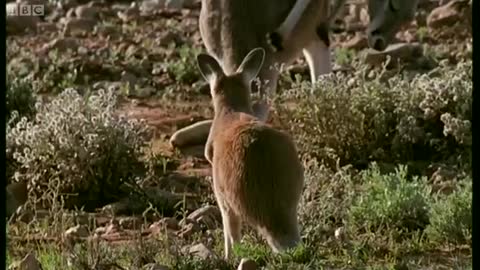 Ruby and Elvis | Big Red Roos | BBC Earth