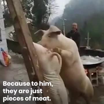 Pig Trying to Save His Brother