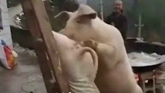 Pig Trying to Save His Brother