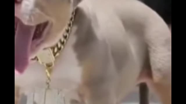 Dog funny video #shorts animal video ll #shorts