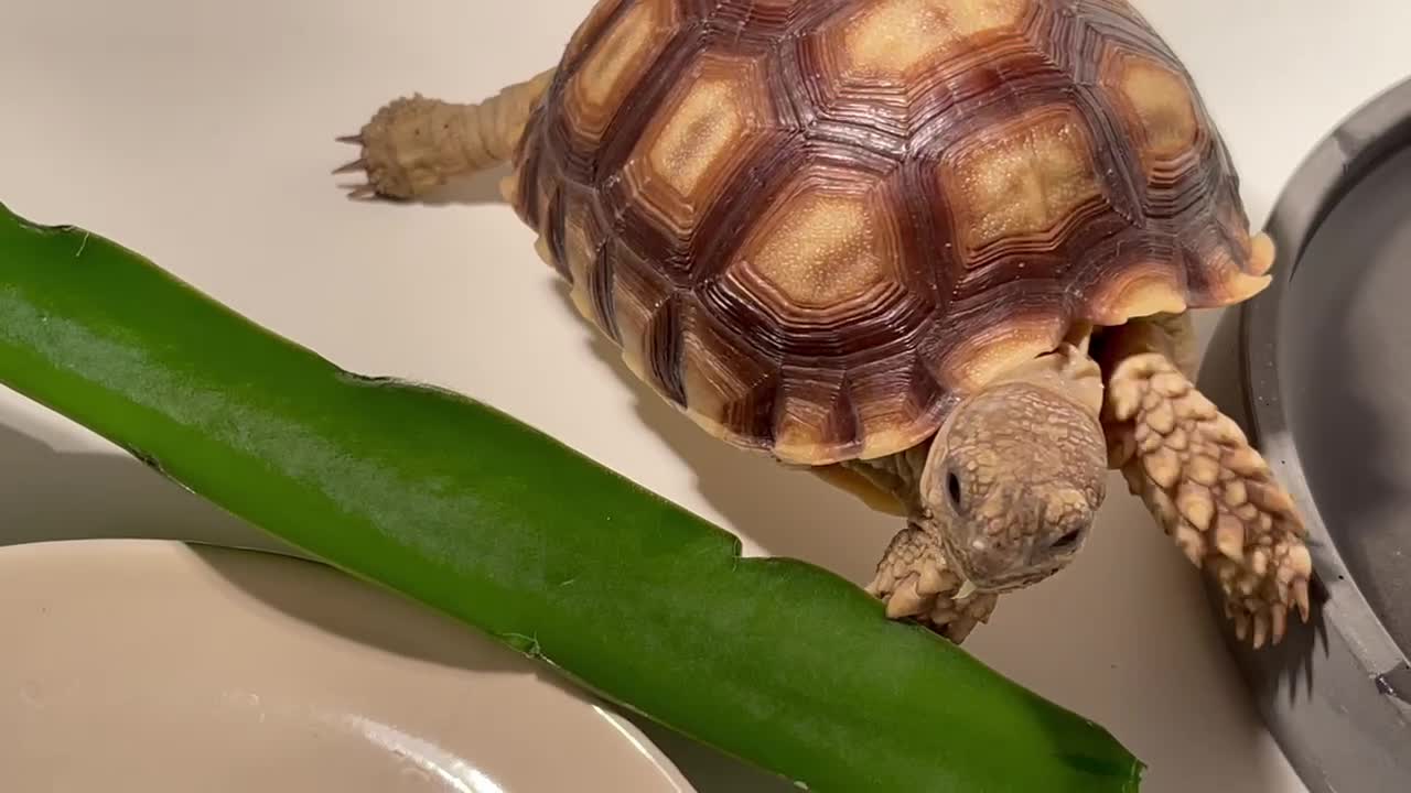 cute pet turtle