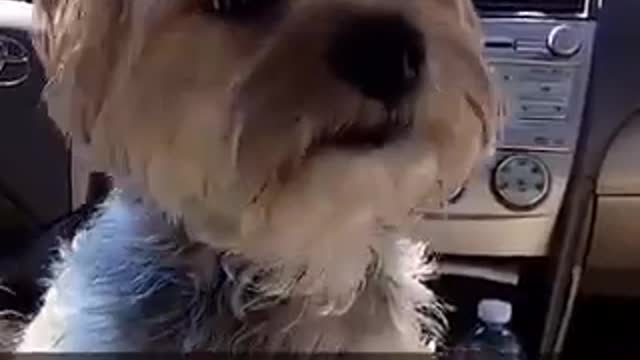 Music white dog on top of seat moving around car