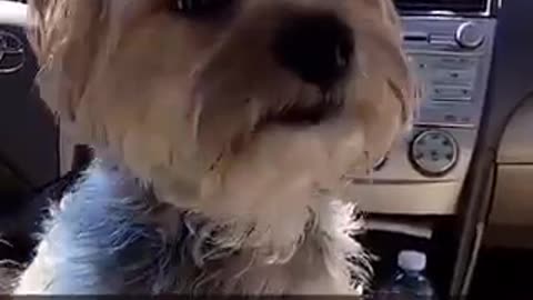 Music white dog on top of seat moving around car