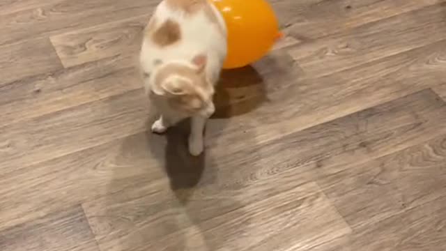 Cat VS Balloon, what's wrong with this balloon