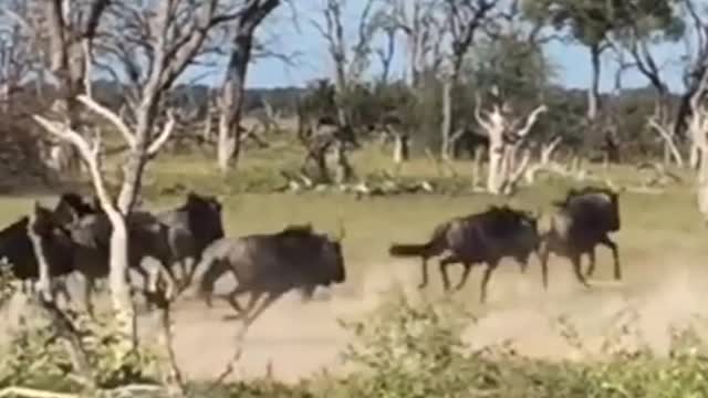 Lionesses swiftly kills wildbeest in Zimbabwe #wildanimal/#wildlife