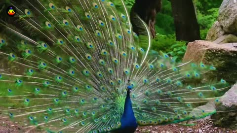 Relaxing Music | Sleeping, Meditation, Stress Relief | [1492] ⭐️