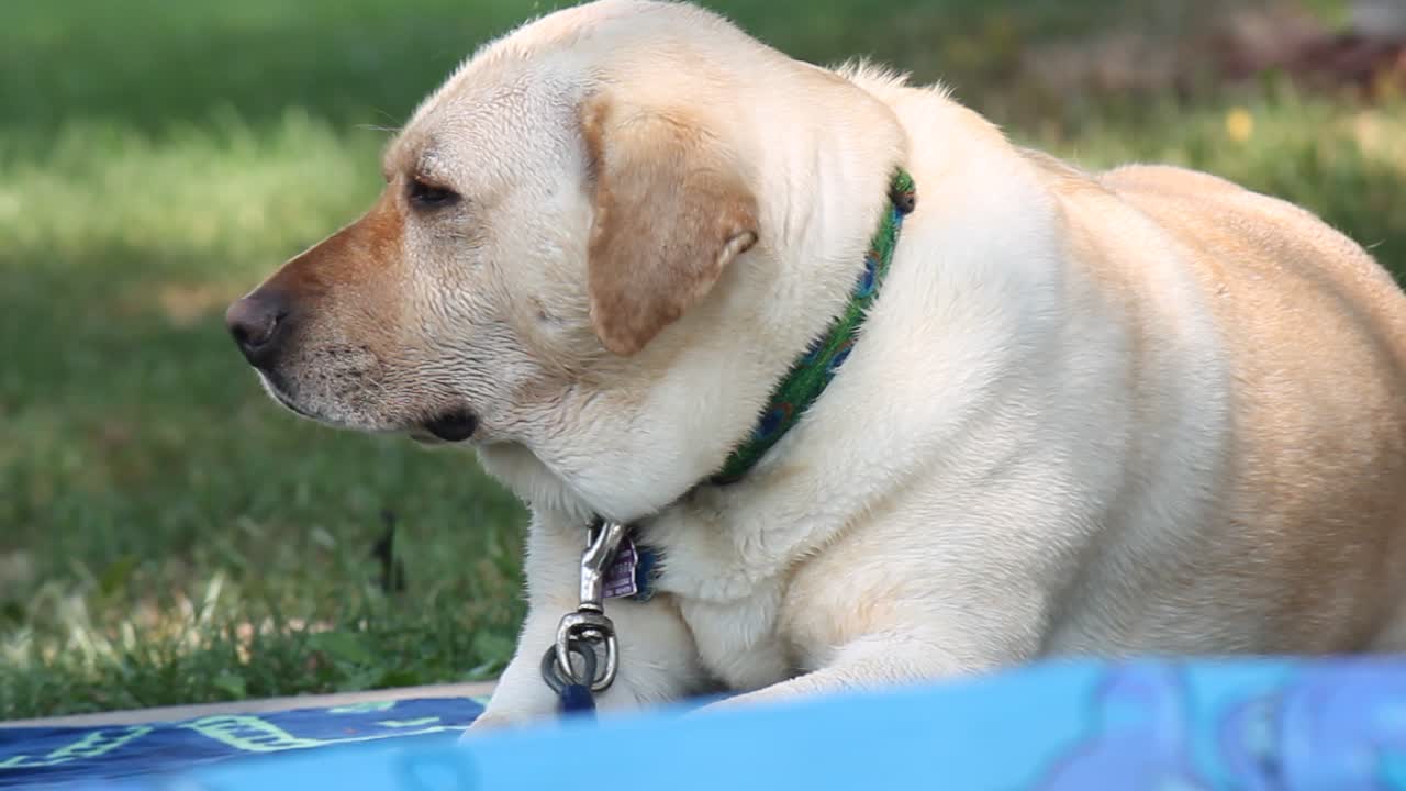 Labrador Wiggles Nose Like A Grizzly Bear