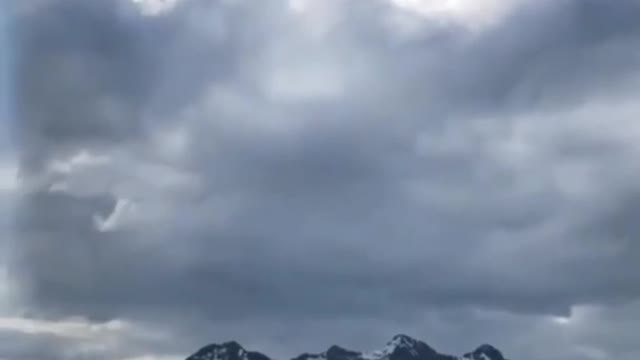 White-bellied sea eagle catching an easy herring meal | wildlife animals