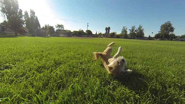 dog dominating rollover flips