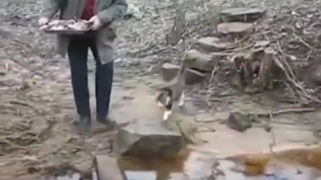 funny animals | try not to laugh | funny videos animals