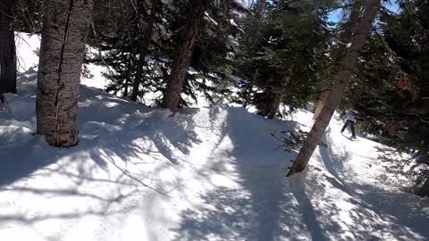 A Baby Bear chases Mama Bear thru the woods!