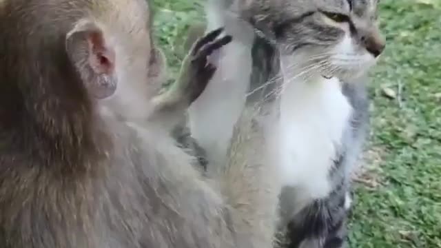 Funny cat and monkey