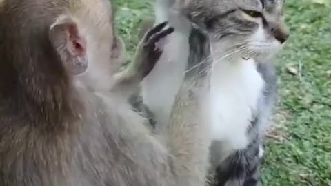 Funny cat and monkey
