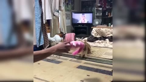 Cute and funny cat