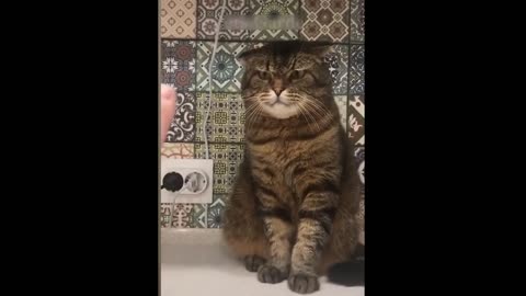 Best funny cats and dogs videos