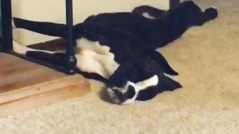 Black white dog are you dead wakes up