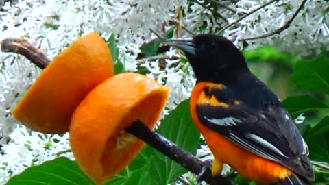 Oriole