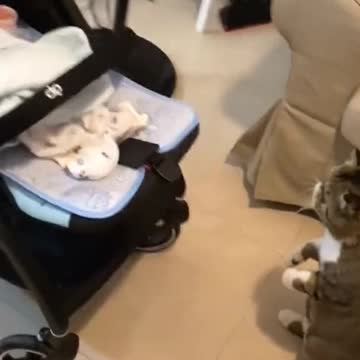 When a cat first meets a human baby.