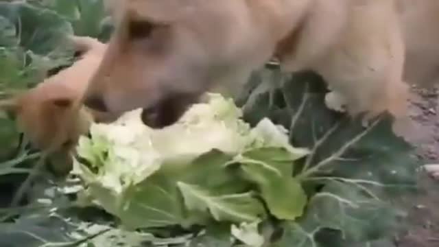 A vegan dog. That's funny