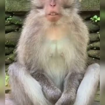 Funny tiktoks monkey , monkey funny video