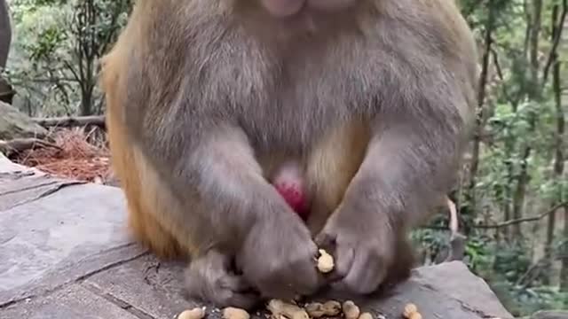 Monkey food Nut?