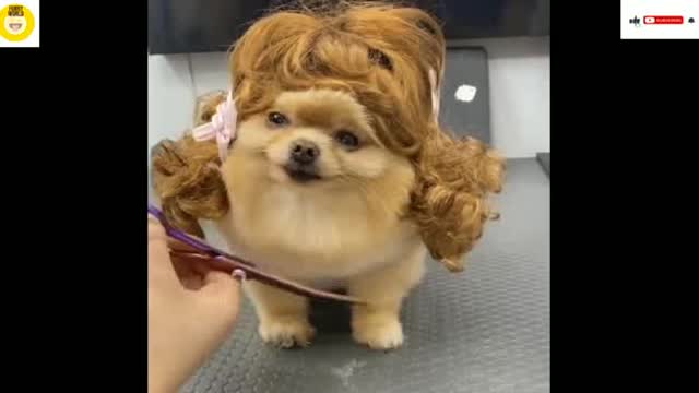 kp02-Mini Pomeranian-Funny and Cute Pomeranian