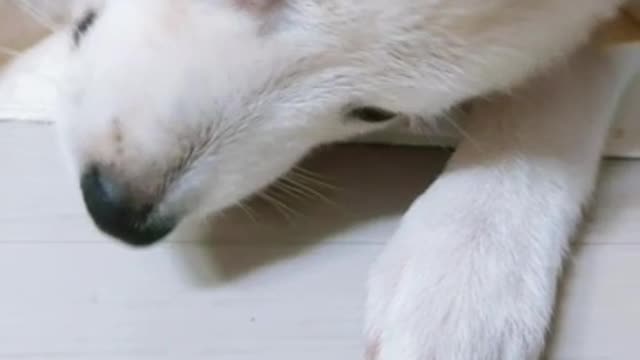 Korean puppy who eats mini apples