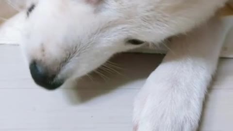 Korean puppy who eats mini apples