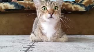 Cat Watches Horror Movie