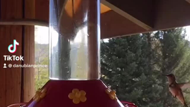 Hummingbird feeding